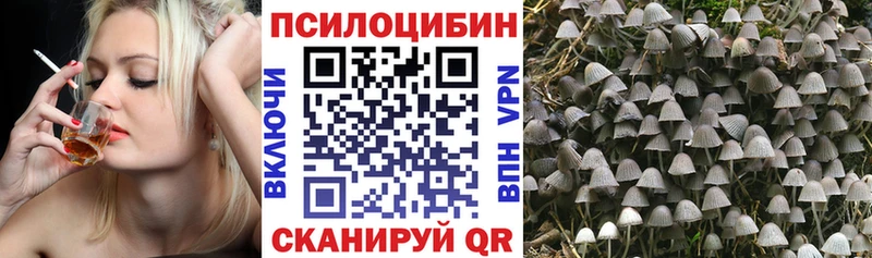 наркотики  Обь  Галлюциногенные грибы Psilocybine cubensis 